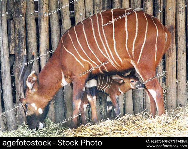 29 June 2022, North Rhine-Westphalia, Duisburg: The first baby bongo antelope, just a few weeks old, stands under its mother Uzuri in her enclosure