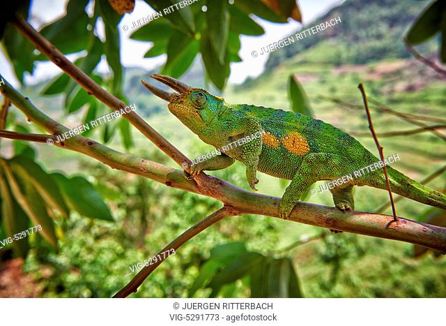 UGANDA, RUHIJA, 18.02.2015, Jackson's three-horned chameleon, Trioceros jacksonii, Bwindi Impenetrable National Park, Uganda, Africa - Ruhija, Uganda