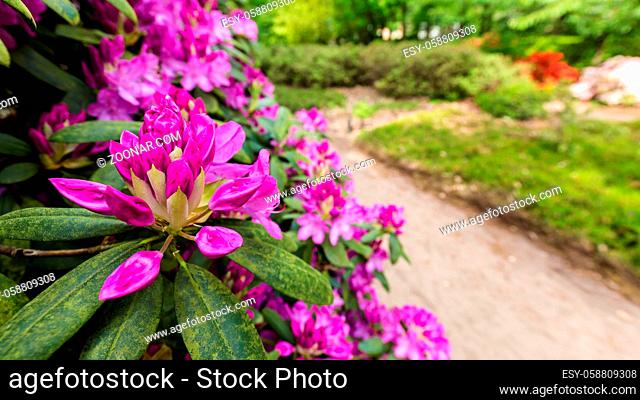 Panorama or web banner with violet azalea flower on a green tree background