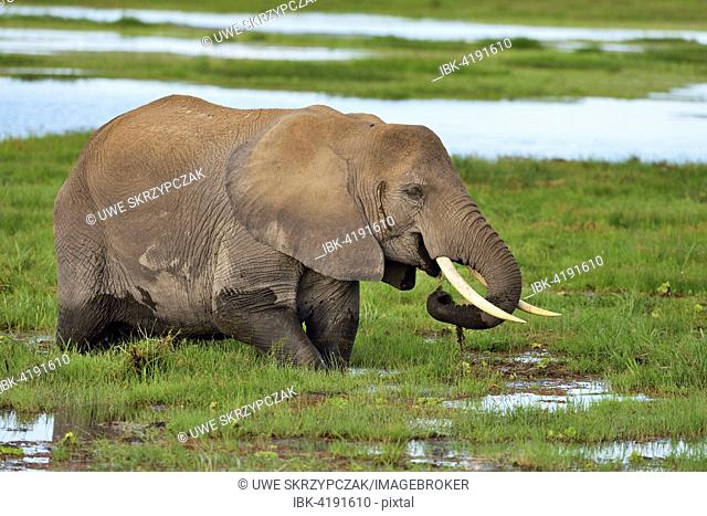 African bush elephant (Loxodonta africana), standing in the marsh and eating grass, Amboseli National Park, Kenya