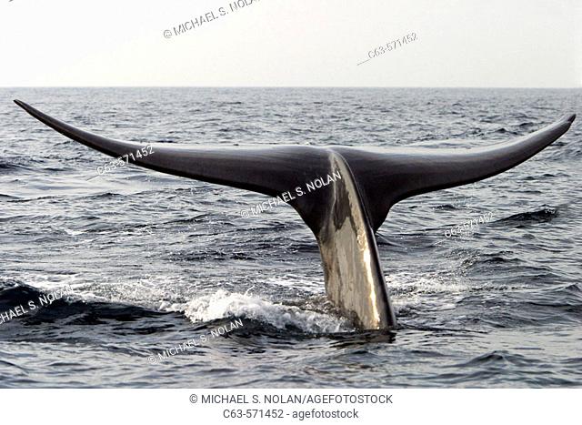 Adult blue whale (Balaenoptera musculus) fluke-up dive in the offshore waters of Santa Monica Bay, California, USA. The blue whale is the largest animal to ever...