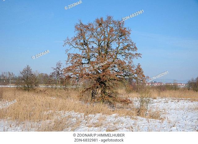 Quercus robur, Stieleiche, German oak, im Winter