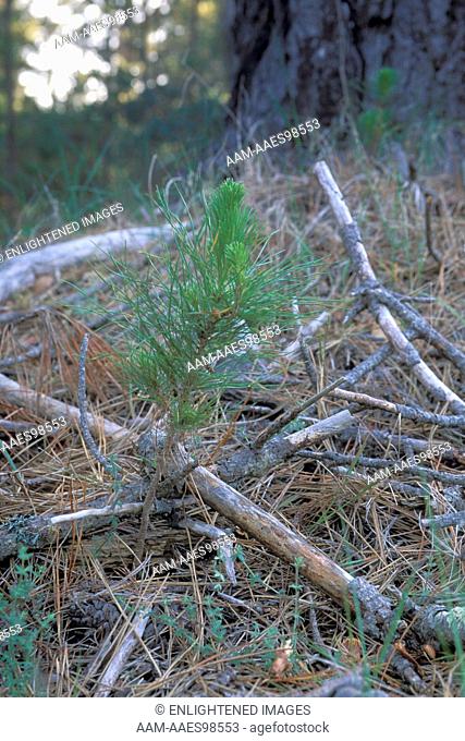 Baby Monterey Pine tree sapling sprout growing out of forest floor near parent, Cambria, California