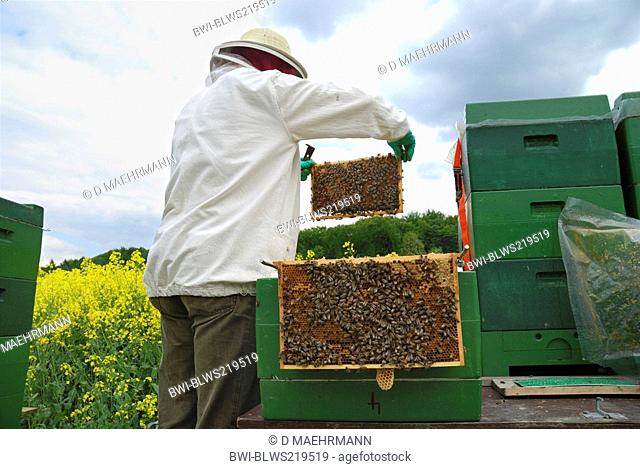 honey bee, hive bee Apis mellifera mellifera, beekeeper checking honeycombs, Germany