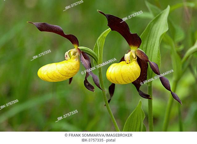 Lady's Slipper Orchid (Cypripedium calceolus), flowering, Thuringia, Germany