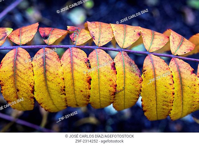 Leaves in autumn in the Botanical Garden, Valencia, Spain
