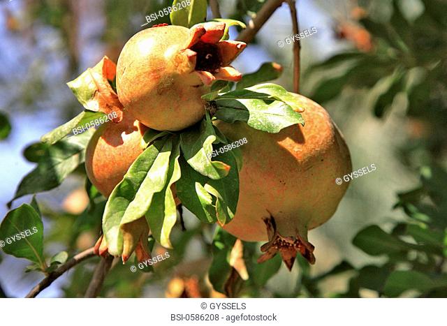 Photo essay. Pomegranate on a pomegranate tree Punica granatum. Nefta oasis, Tunisia