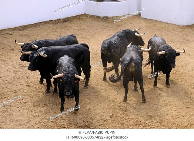 Bullfighting, six bulls, two for each matador of single corrida event, waiting to enter bullring, Spain, september