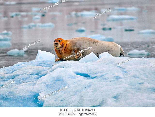 bearded seal (Erignathus barbatus), Svalbard or Spitsbergen, Europe - , Svalbard, 20/06/2018