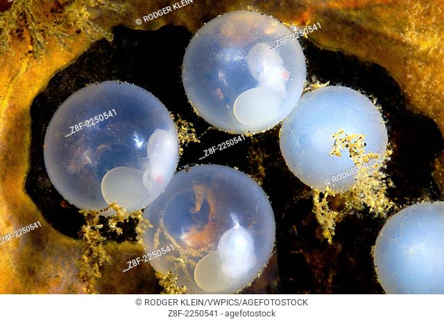 flamboyant cuttlefish eggs, Metasepia pfeffer, eggs of flamboyant cuttlefish inside a coconut shell, lembeh strait, north sulawesi, indonesia