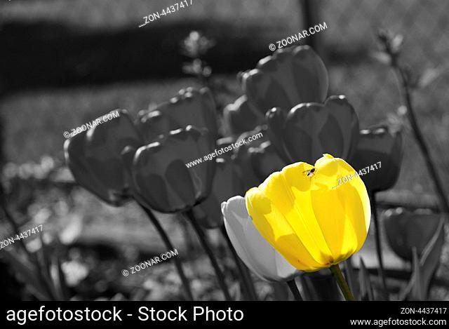 gelbe tulpe und viele graue fotomontage