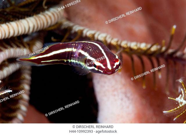 Crinoid Clingfish, Discotrema crinophila, Bali, Indonesia