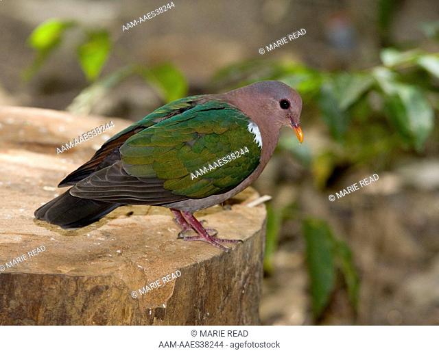 Emerald Dove (Chalcophaps indica), Julatten, Queensland, Australia