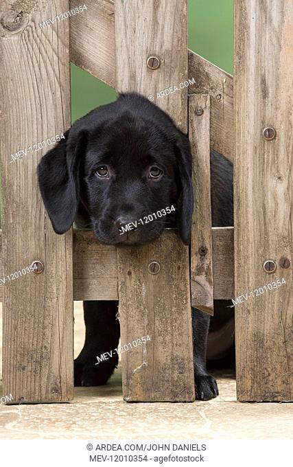 DOG. Black Labrador puppy with it head thought a gate, ( 9 weeks old ) 9 weeks old DOG. Black Labrador puppy with it head thought a gate