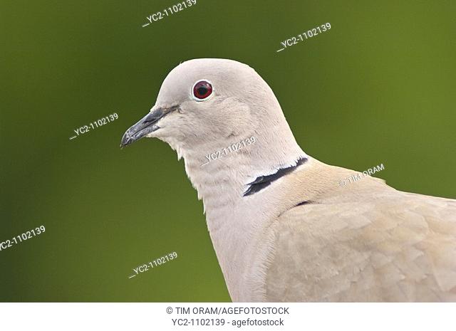 A close up bird portrait of a Collared Dove streptopelia decaocto
