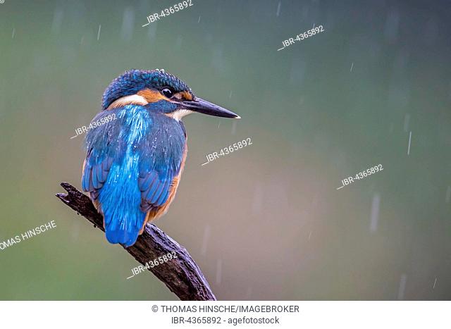 Common kingfisher (Alcedo atthis) sitting on branch in the rain, Middle Elbe Biosphere Reserve, Saxony-Anhalt, Germany