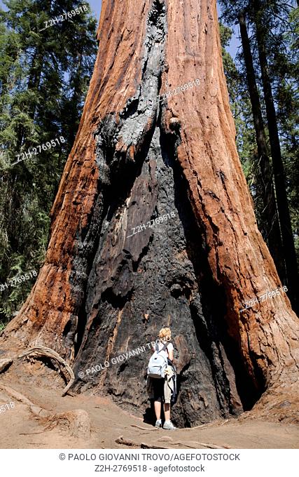 Giant Sequoia (Sequoiadendron giganteum) and spruce tree trunks, Sequoia National Park, California, USA