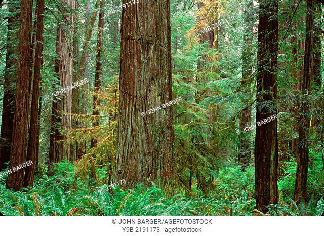 Redwoods (Sequoia sempervirens) rise above ferns and lush understory, Prairie Creek Redwood State Park, northern California, USA