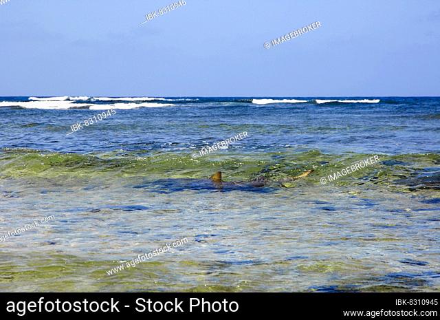 Shark swimming with visible dorsal fin in shallow knee-deep water directly in front of shore on coast, Pacific Ocean