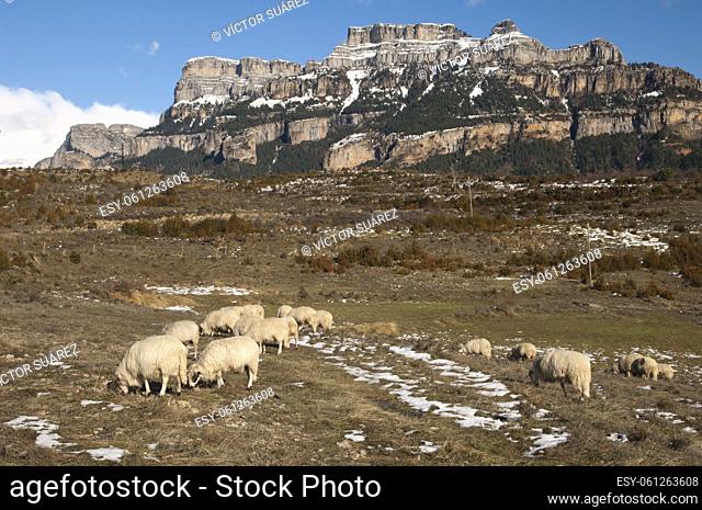 Sheep (Ovis aries) grazing in Vio and the Sestrales (Ordesa and Monte Perdido National Park) in the background. Pyrenees. Huesca. Aragon. Spain