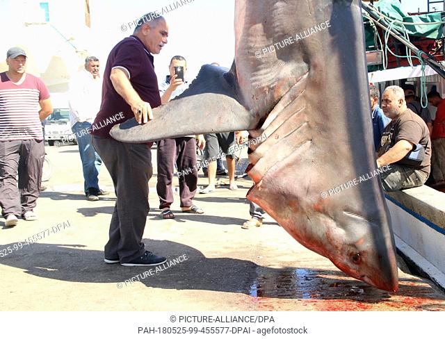 HANDOUT - 24 May 2018, Tunisia, Zarzis: Fishermen examine a great white shark. The shark weighing more than 780 kilos was caught as bycatch in a net around 65...