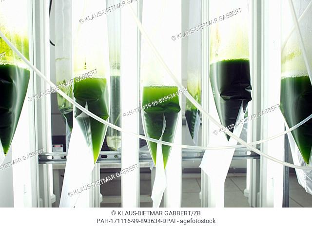 Micro algae strains and types are grown in the laboratories' tubular bags in Kloetze, Germany, 2 November 2017. After cultivation algae are grown in the glass...