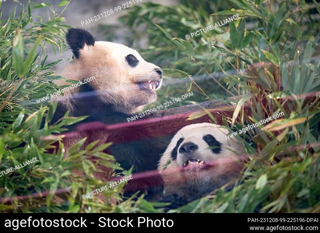 08 December 2023, Berlin: Pandas Paule (l) and Pit sit in their enclosure during a farewell ceremony for panda bears at Zoo Berlin