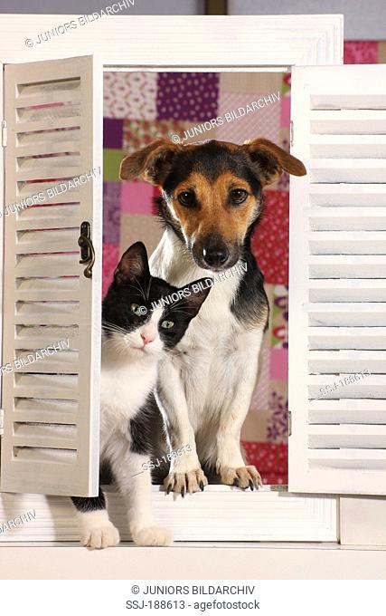 Jack Russell Terrier and a young domestic cat in a window with white shutters. Spain