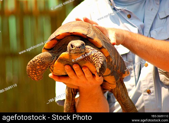 A trainer holds a large turtle during a demonstration in Norwalk, Connecticut