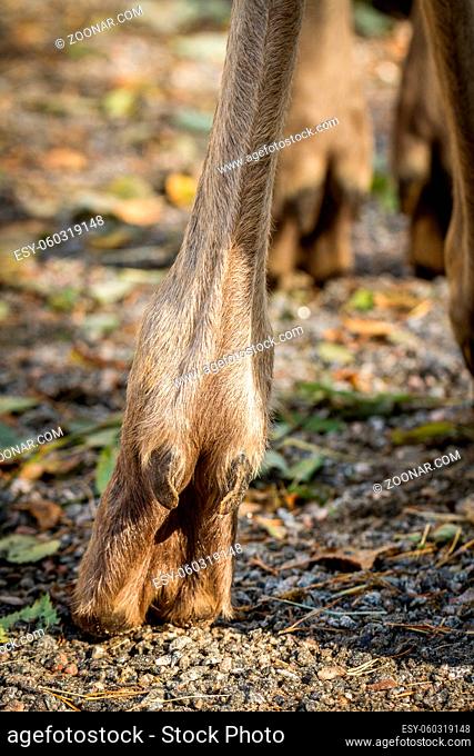 Moose or European elk, Alces alces, hooves seen from behind, vertical picture