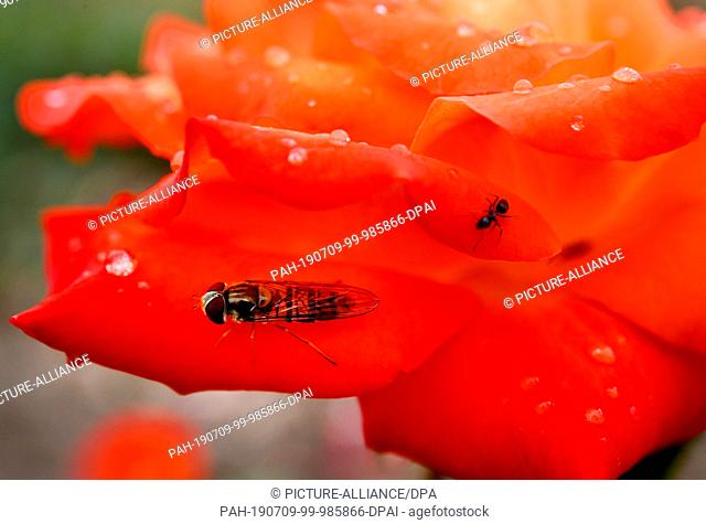 09 July 2019, Saxony-Anhalt, Sangerhausen: A hoverfly sits on a wet rose blossom. The weather is changing with temperatures around 18 degrees