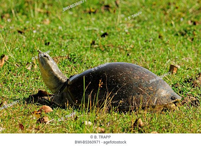 Indo-Gangetic flapshell, Indian flapshell turtle (Lissemys punctata), in a meadow, Sri Lanka, Wilpattu National Park
