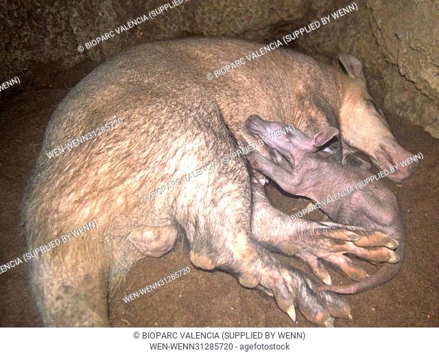 At the end of January a baby aardvark was born at Bioparc Valencia, and these images show her next to her mother in her burrow