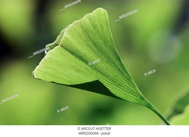 Maidenhair, Tree, leaf, Ginkgo, biloba