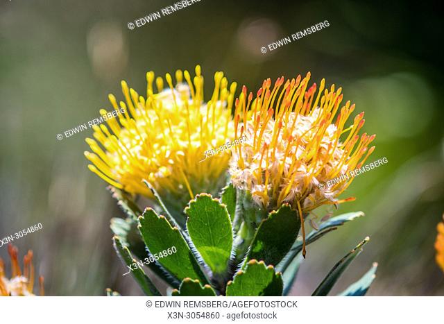 A close-up of pincushion protea at the Kirstenbosch Botanical Gardens in Cape Town, South Africa
