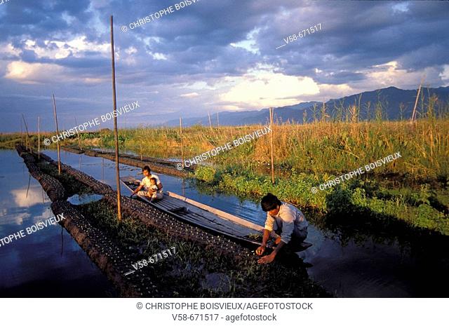 Cultivation of floating gardens, Inle lake, Myanmar