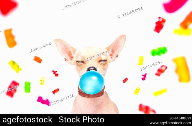 podenco or chihuahua dog eating sweet candies or chewing bubble gum , isolated on white background