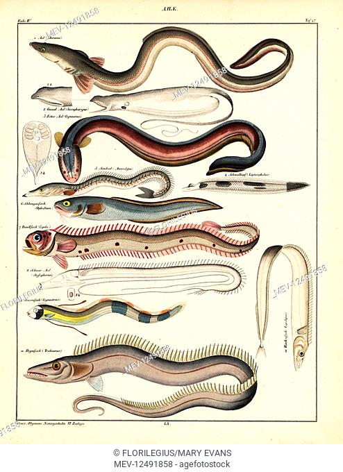 Common eel, Muraena anguilla, gulper, Saccopharynx flagellum, electric eel, Gymnotus electricus, smallhead, Leptocephalus morrisii, sand eel, Ammodytes tobianus
