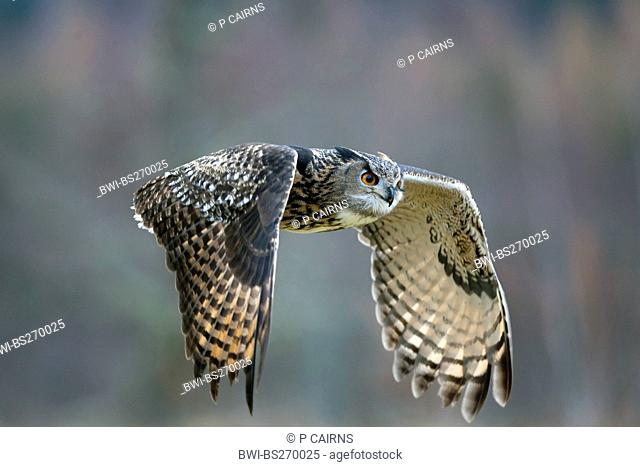 northern eagle owl Bubo bubo, flying, United Kingdom, Scotland, Glenfeshie