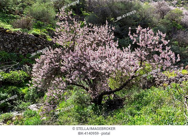 Blossoming almond tree (Prunus dulcis), Barranco de Guayadeque, canyon near Agüimes, Gran Canaria, Canary Islands, Spain