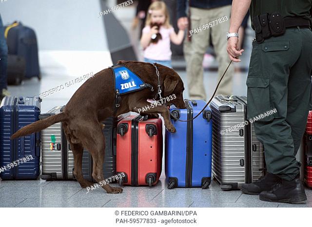 Tracking dog Uno sniffs at suitcases in Duesseldorf, Germany, 25 June 2015. The dogs will be used to detect protected animals and plants stored in the luggage...