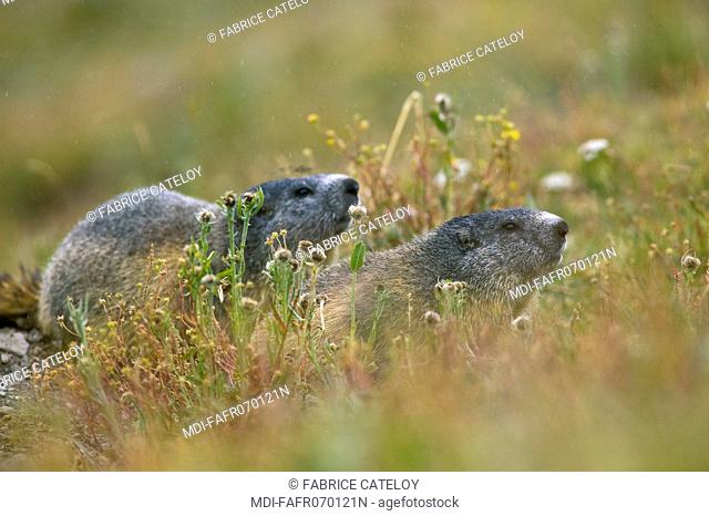 Couple of marmots in the natural regional park of Queyras