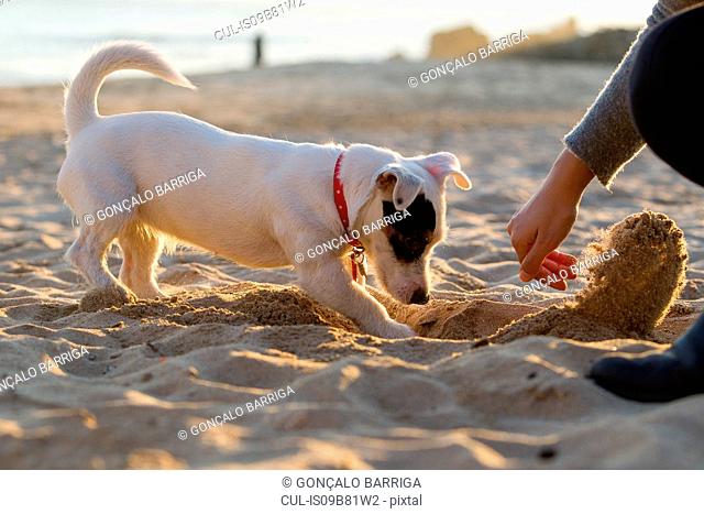 Jack russell digging in sand