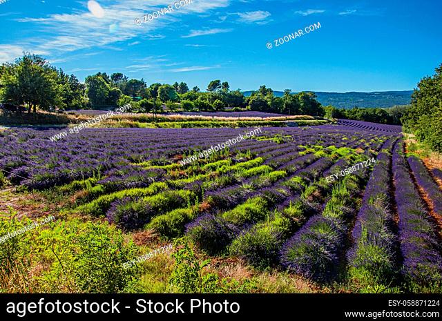 Panoramic view of field of lavender flowers under sunny blue sky, near the village of Roussillon. In the Vaucluse department, Provence region