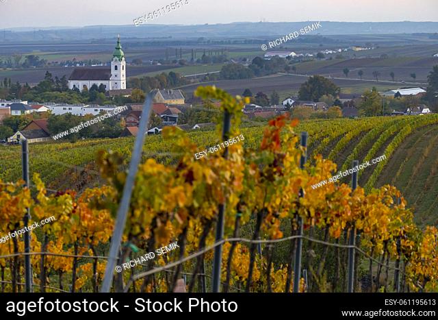 vineyard near Unterretzbach in the Weinviertel region, Lower Austria, Austria
