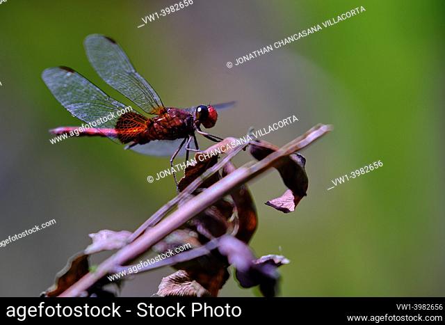 Red dragonfly (Anisoptera) beautiful specimen perched on a dry branch