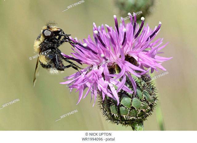 Hoverfly (Volucella bombylans var. plumata) visiting a greater knapweed flower (Centaurea scabiosa) in a chalk grassland meadow, Wiltshire, England