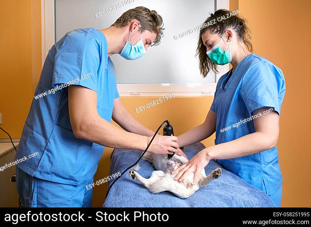 Veterinary doctor with assistant shaving dog, preparing for operation. High quality photo