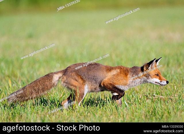Red fox (Vulpes vulpes) hunting for mice in a meadow, June, Hesse, Germany