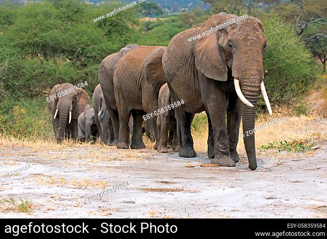 Elefanten im Tarangire National Park in Tansania